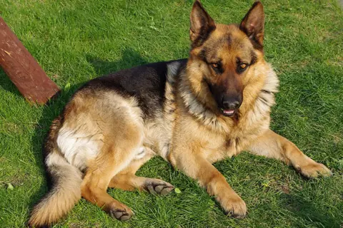 Puzzle Berger allemand