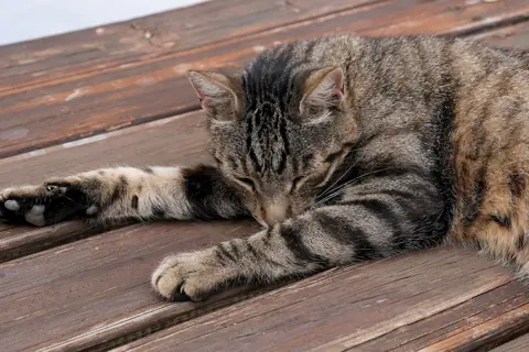 Puzzle Chat endormi