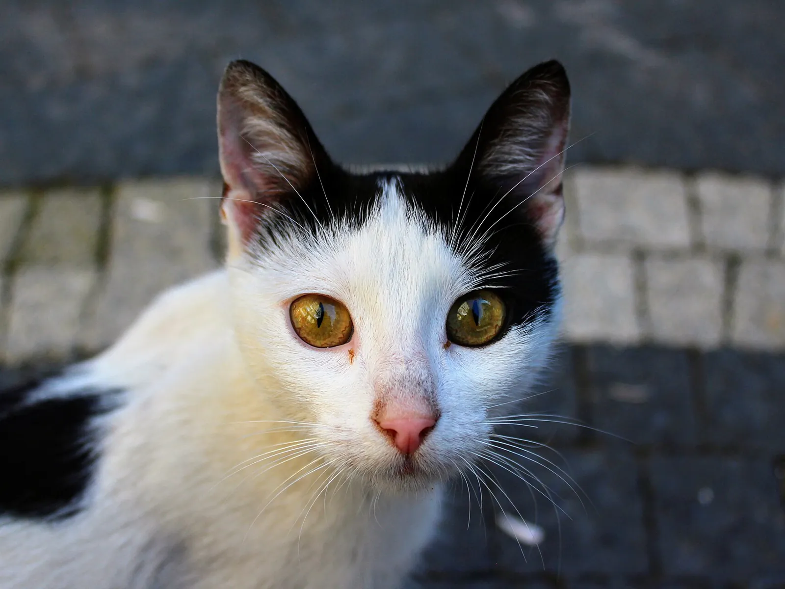 Puzzle du jour : Chat noir et blanc aux yeux verts
