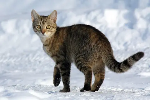 Puzzle Chat roux