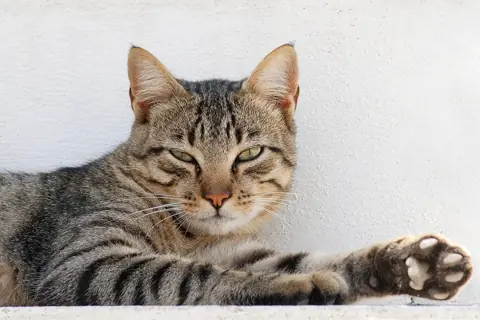Puzzle Chat tigré