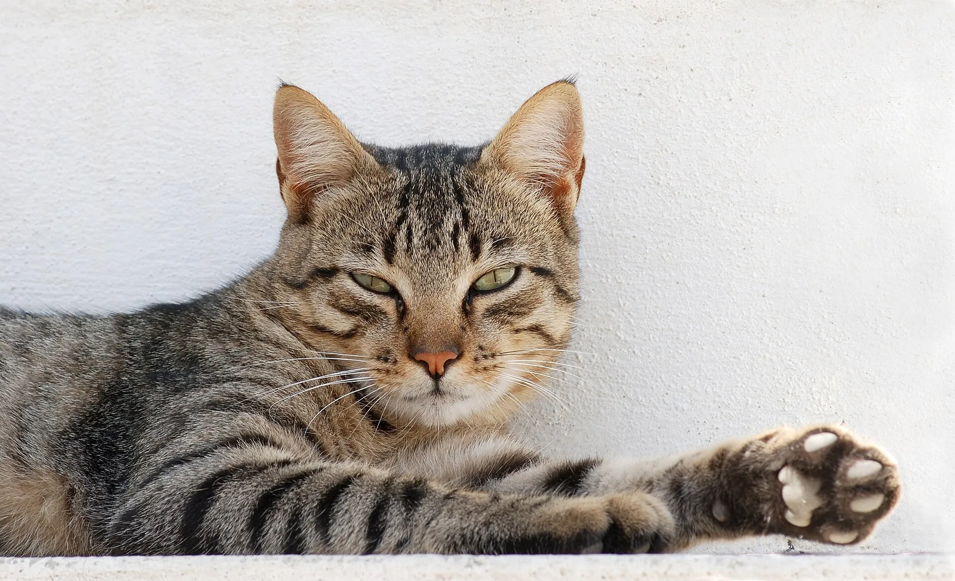 Puzzle du jour : Chat tigré