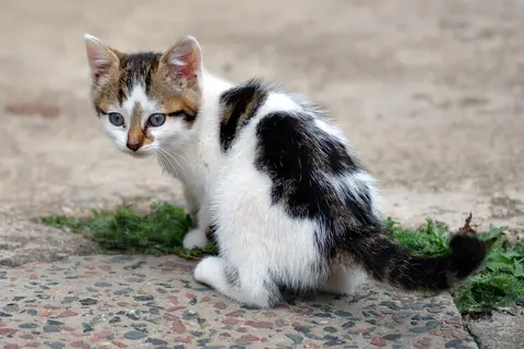 Puzzle Chaton