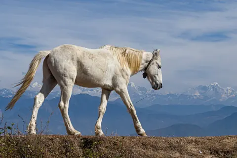 Puzzle Cheval au pied de l’Himalaya