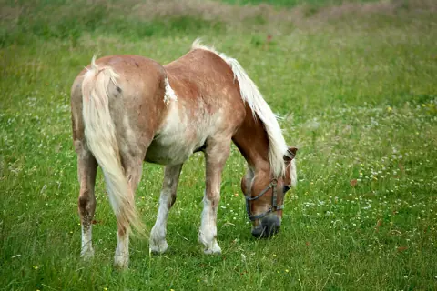 Puzzle Cheval pie au pré