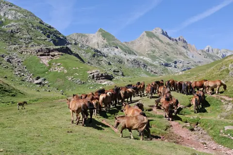 Puzzle Chevaux en estive dans les Pyrénées