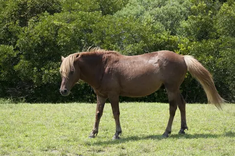 Puzzle Chevaux sauvages d’Assateague