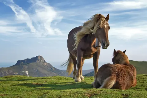 Puzzle Chevaux au galop