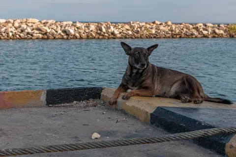 Puzzle Chien au bord de mer