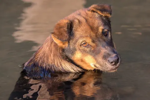 Puzzle Chien dans l’eau au coucher du soleil