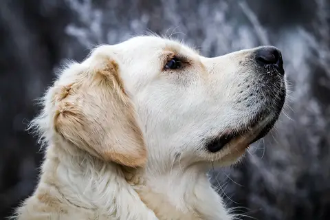 Puzzle Chien
