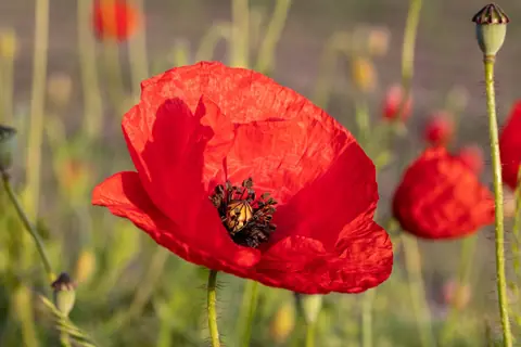 Puzzle Coquelicot