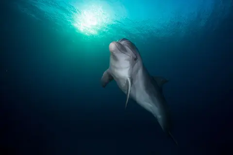 Puzzle Dauphins
