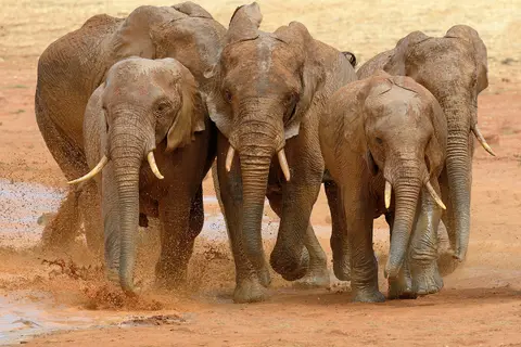 Puzzle Éléphants