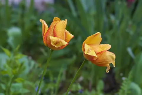 Puzzle Champ de fleurs