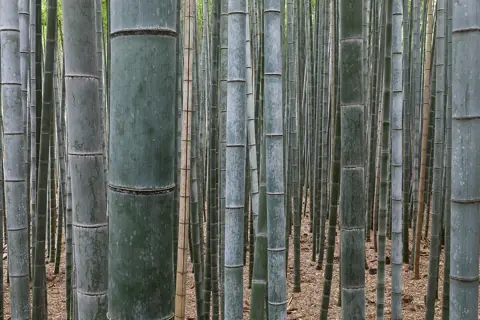 Puzzle Forêt de bambous d’Arashiyama