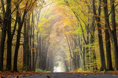 Puzzle Forêt en automne
