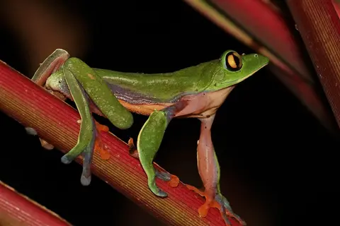 Puzzle Grenouille