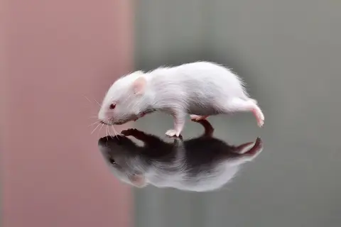 Puzzle Hamster