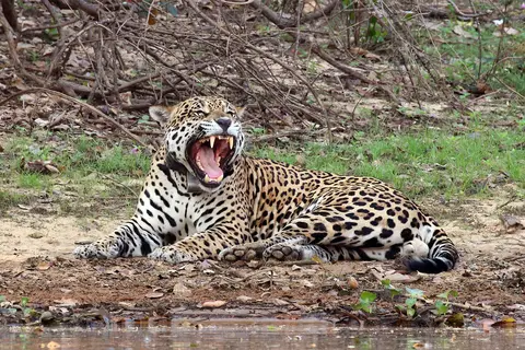 Puzzle Jaguar