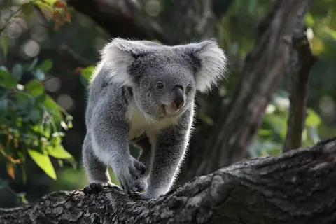 Puzzle Koala