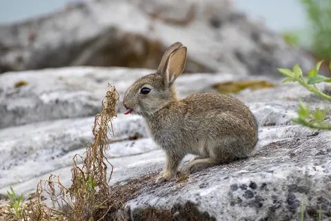 Puzzle Lapin de garenne