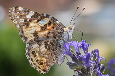 Puzzle Papillon belle-dame sur la lavande