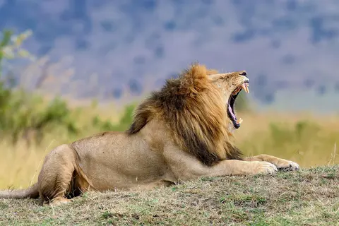 Puzzle Lion