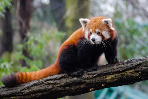 Puzzle Panda roux