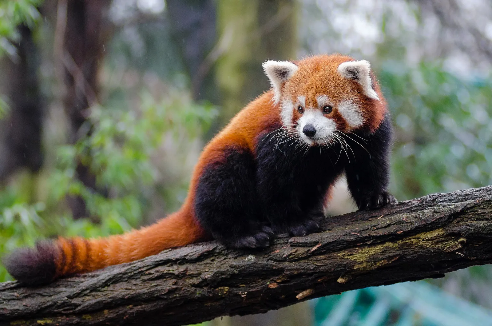 Puzzle du jour : Panda roux