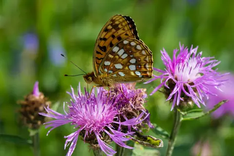 Puzzle Papillon sur une centaurée
