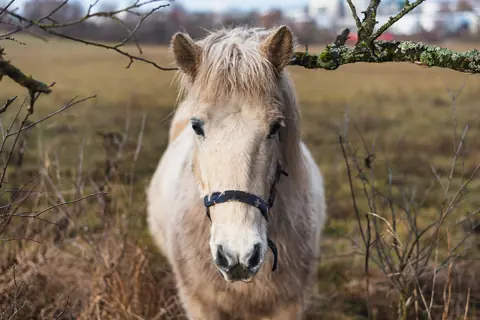 Puzzle Poney blanc