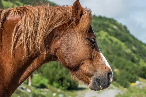 Puzzle Tête de poney gallois