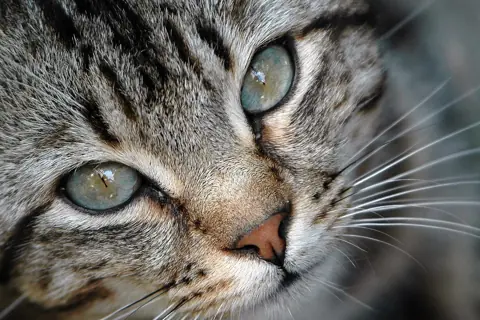 Puzzle Portrait de chat