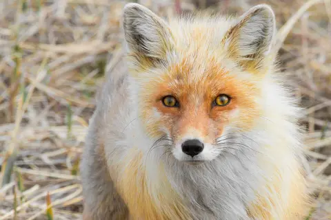 Puzzle Renard roux