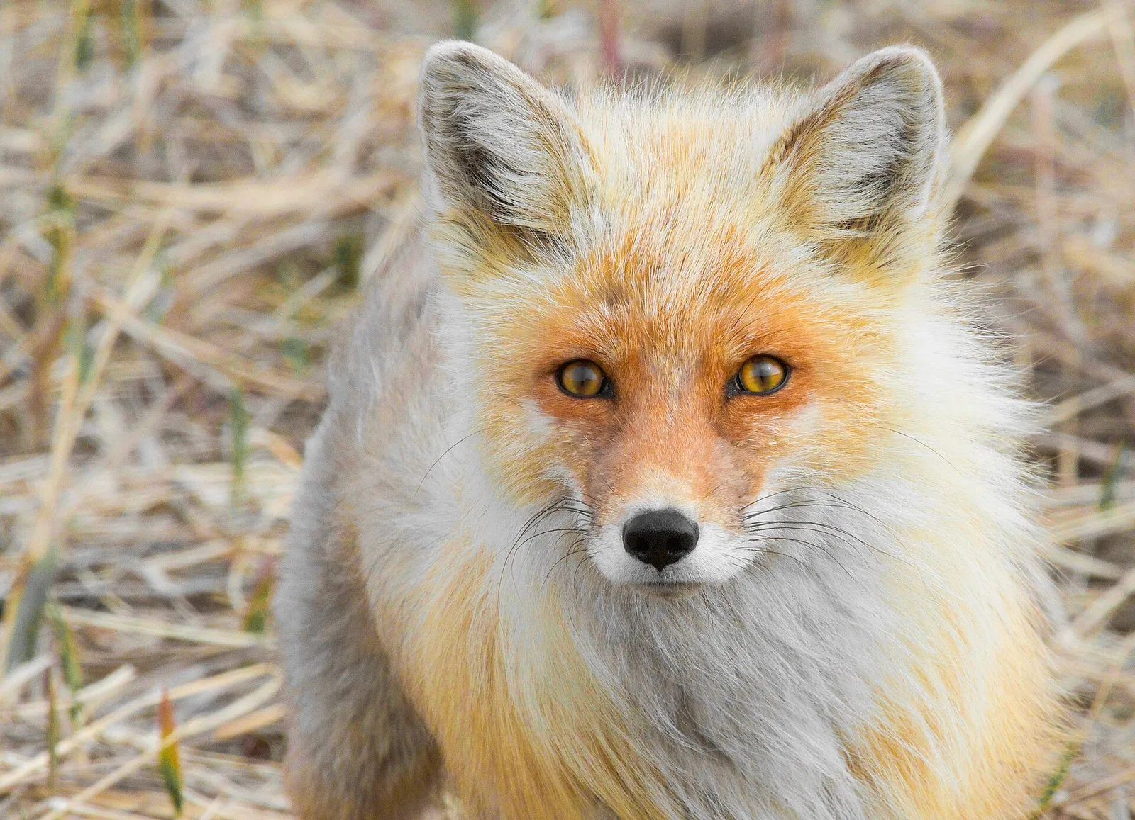 Puzzle d’un renard