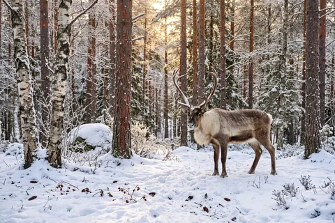 Puzzle Renne dans la forêt enneigée