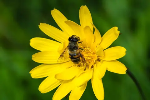 Puzzle Fleur jaune et syrphe