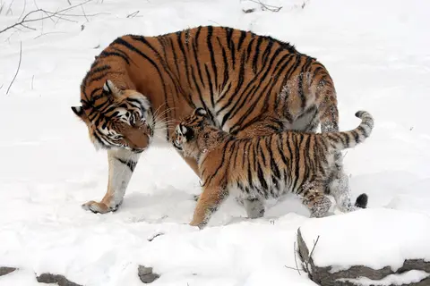 Puzzle Tigre