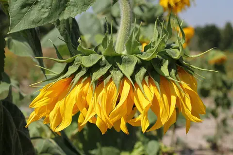 Puzzle Tournesol