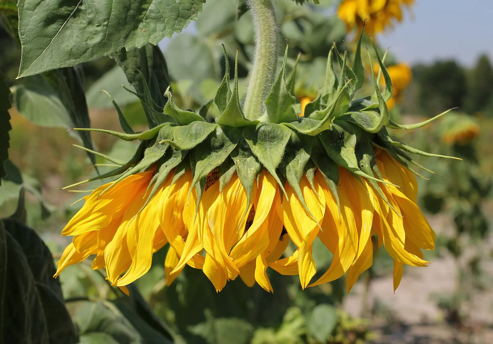 Puzzle d’un tournesol
