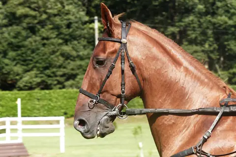 Puzzle Trotteur français alezan